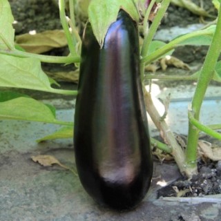 img-0: Баклажан Мамба F1 - ООО «Семена Тут»