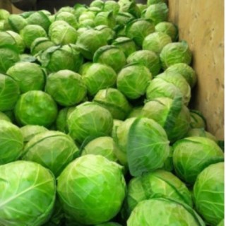 Капуста белокочанная Примавера F1 - ООО «Семена Тут»