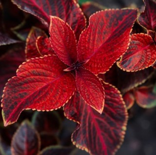 Колеус Суперфайн Рейнбоус Вулкано [5000 шт] - ООО «Семена Тут»