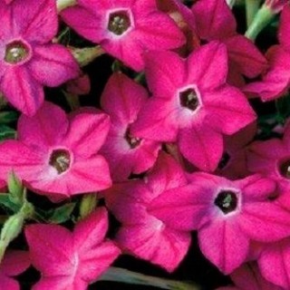 img-1: Табак Саратога Парпл Биколор [1000 драже] - ООО «Семена Тут»