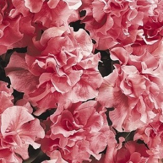 Петуния махровая Дабл Каскад Пинк Софт [500 шт] - ООО «Семена Тут»