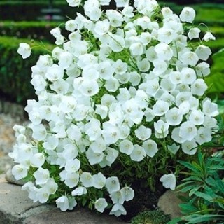 Колокольчик карпатский Белый - ООО «Семена Тут»