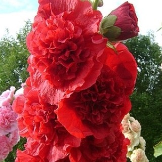 Шток-роза Алая - ООО «Семена Тут»