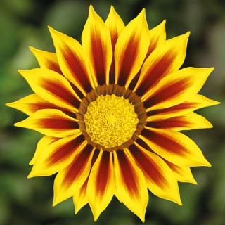 img-0: Газания Кисс Еллоу Флейм [1000 шт] - ООО «Семена Тут»