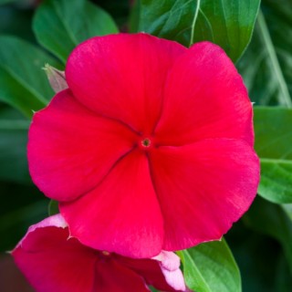 img-0: Катарантус Блокбастер Дарк Ред [100 шт] - ООО «Семена Тут»