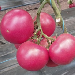 img-0: Томат Геннадич F1 - ООО «Семена Тут»