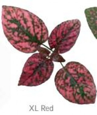 img-1: Гипестис Конфетти XL Ред [100 шт] - ООО «Семена Тут»