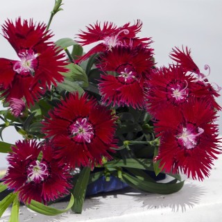 Гвоздика Супра Кримсон [500 шт] - ООО «Семена Тут»