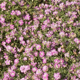 Гипсофила муралис Джипси Пинк [1000 шт] - ООО «Семена Тут»