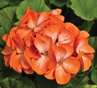 img-2: Пеларгония зональная Пинто Премиум Оранж Биколор [1000 шт] (инкруст. семена) - ООО «Семена Тут»