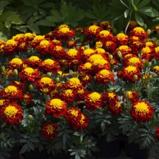 Бархатцы отклоненные Хэппи Спрай [1000 шт] - ООО «Семена Тут»