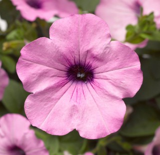 img-0: Петуния ампельная Хэнг Аут Перл [100 драже] - ООО «Семена Тут»