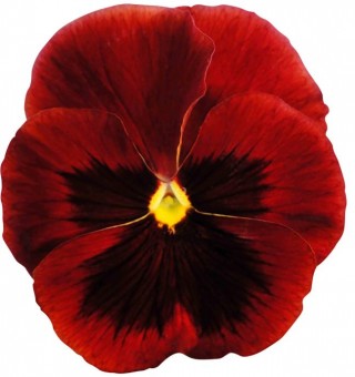 Виола крупноцветковая Премьер Ред виз Блотч [100 шт] - ООО «Семена Тут»