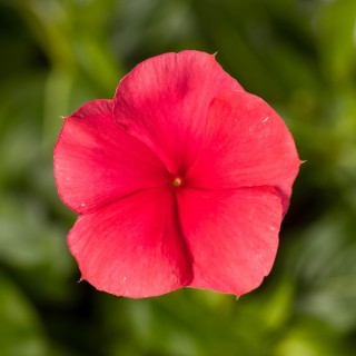 img-0: Катарантус Блокбастер Пунш [100 шт] - ООО «Семена Тут»