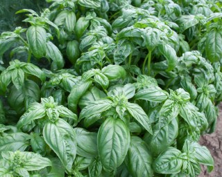 img-2: Базилик Лучано зеленый - ООО «Семена Тут»