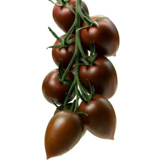 img-0: Томат Индира F1 - ООО «Семена Тут»