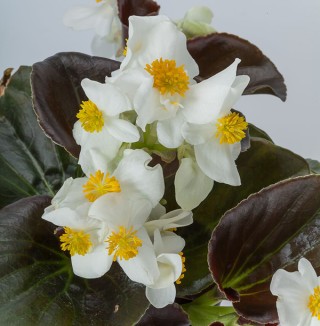 img-2: Бегония гибридная Боулер Вайт [1000 драже] - ООО «Семена Тут»