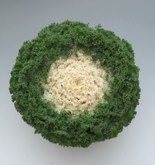 Капуста декоративная Камоме Брайт Вайт [1000 шт] - ООО «Семена Тут»