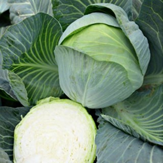 Капуста белокочанная Гарант F1 (обраб.тирамом) - ООО «Семена Тут»