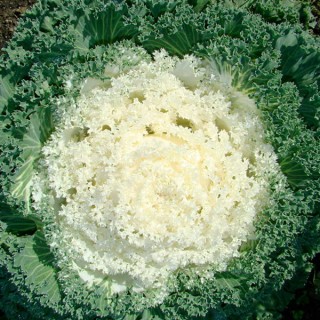 Капуста декоративная Камоме Вайт [1000 шт] - ООО «Семена Тут»