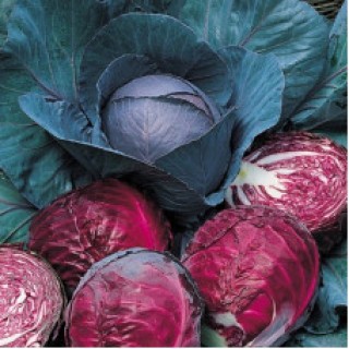 img-0: Капуста краснокочанная Топаз - ООО «Семена Тут»