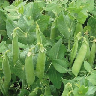 img-0: Горох Карина - ООО «Семена Тут»