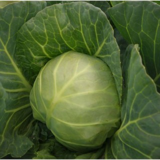 Капуста белокочанная Каррера F1 (прециз. семена) - ООО «Семена Тут»