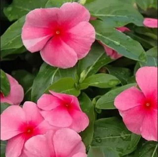 img-1: Катарантус Саншторм Роуз виз Ай [1000 шт] - ООО «Семена Тут»