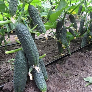 img-0: Огурец COR 14015  F1 - ООО «Семена Тут»