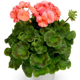 img-1: Пеларгония зональная Пинто Премиум Дип Салмон [1000 шт] (инкруст. семена) - ООО «Семена Тут»