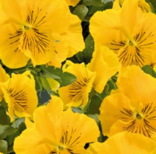 img-2: Виола крупноцветковая Кетс Плюс Еллоу [100 шт] - ООО «Семена Тут»