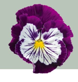 img-1: Виола крупноцветковая Кетс Плюс Парпл энд Вайт [1000 шт] - ООО «Семена Тут»