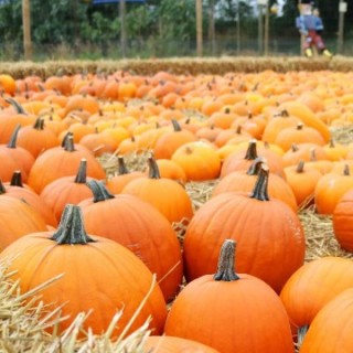 img-0: Тыква Кинг Сайз - ООО «Семена Тут»