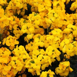 img-1: Лакфиоль (Хейрантус) Шуга Раш Еллоу [100 шт] - ООО «Семена Тут»