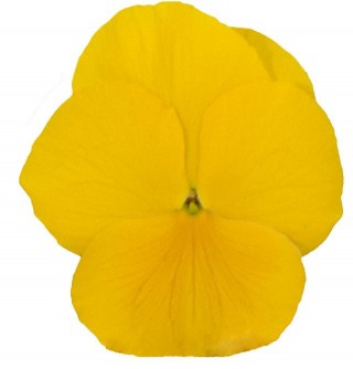 Виола крупноцветковая Премьер Клиа Еллоу [1000 шт] - ООО «Семена Тут»