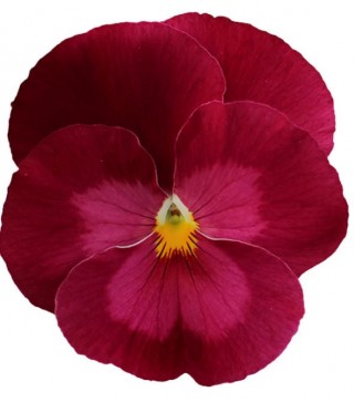 Виола крупноцветковая Премьер Клиа роуз [100 шт] - ООО «Семена Тут»