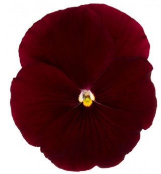 Виола крупноцветковая Премьер Клиа скарлет [1000 шт] - ООО «Семена Тут»