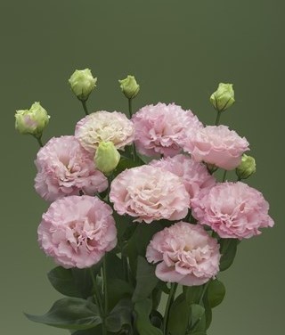 img-0: Эустома Корелли 3 Пич [500 драже] - ООО «Семена Тут»