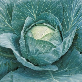 Капуста белокочанная Крауткайзер F1 - ООО «Семена Тут»