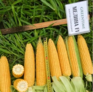 img-0: Кукуруза Мелина F1 - ООО «Семена Тут»