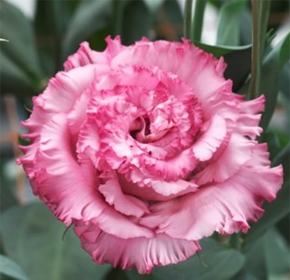 img-0: Эустома Корелли СУ 3 Дип Пинк [50 драже] - ООО «Семена Тут»