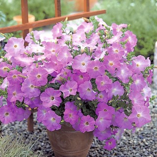 Петуния ампельная Опера Лавендер [50 драже] - ООО «Семена Тут»