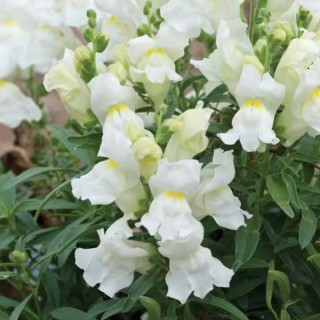 Львиный зев Снэпшот Вайт [1000 шт] - ООО «Семена Тут»