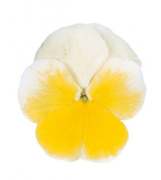 Виола рогатая Грандиссимо Лемон Сплэш [1000 шт] - ООО «Семена Тут»