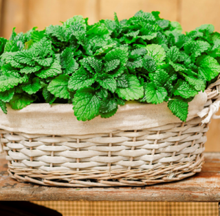 Мелисса Лимончелло [1000 шт] - ООО «Семена Тут»