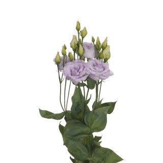 Эустома Алисса 2 Лаванда [100 драже] - ООО «Семена Тут»