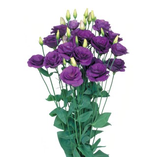 Эустома Мариачи 2 Блю [100 драже] - ООО «Семена Тут»