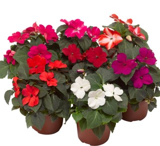 img-0: Бальзамин Имара F1 Микс [1000 шт] - ООО «Семена Тут»