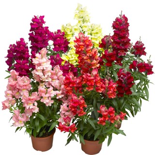 Львиный зев Снаптастик Микс [1000 шт] - ООО «Семена Тут»