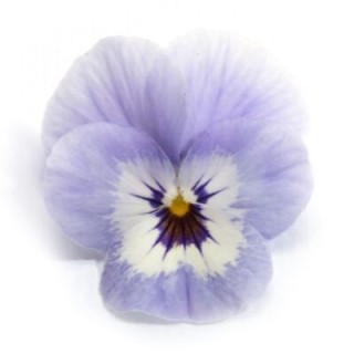 img-0: Виола рогатая Флорал Пауэр F1 Марина [1000 шт] - ООО «Семена Тут»